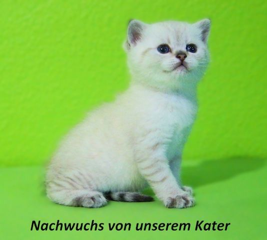 Deckkater Stammbaum blauen Augen BKH Farbe seal-silver-shaded-point ns 11 33