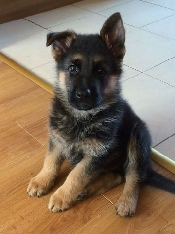 Prächtiger Deutscher Schäferhundwelpe – Pure Exceptional