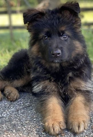 Prächtiger Deutscher Schäferhundwelpe – Pure Exceptional