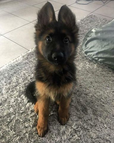 Prächtiger Deutscher Schäferhundwelpe – Pure Exceptional
