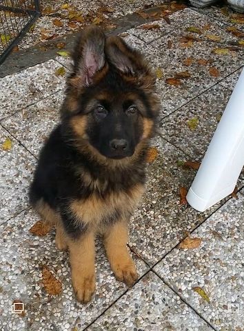 Prächtiger Deutscher Schäferhundwelpe