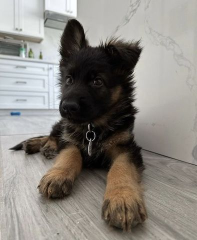Prächtiger Deutscher Schäferhundwelpe