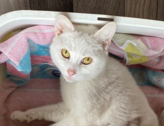 Rassenkatzenmix Khao Manee - Main Coon Mix Schneeweiße 1,5 Jahre Kätzin zu verkaufen