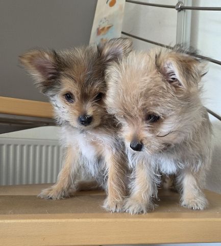 Süße Yorki Pom Welpen suchen ein