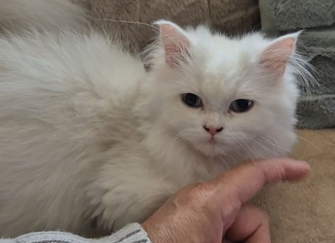 Ragdoll Kitten