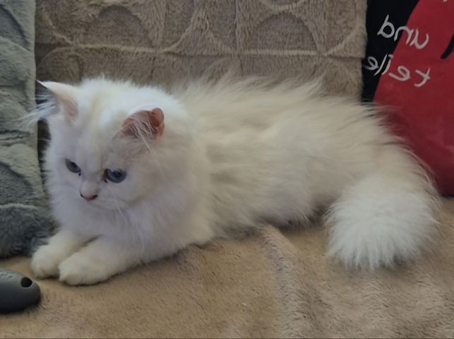 Ragdoll Kitten