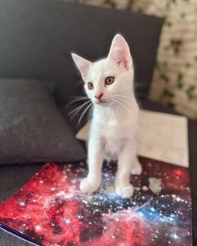 Zuckersüße Katzenbabys mit British Kurzhaar & Maine-Coon-Eltern suchen Zuhause