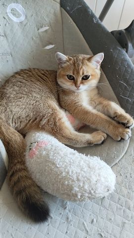 Britisch Kurzhaar Kitten weiblich - 4 Monate alt