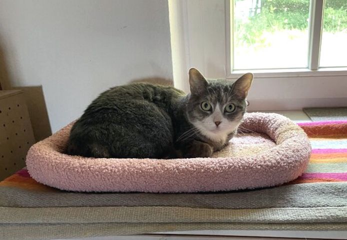 MARA - kleine Katze, große Chefin