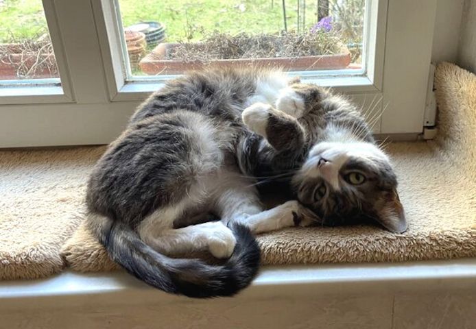 MARA - kleine Katze, große Chefin