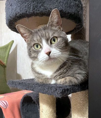 MARA - kleine Katze, große Chefin