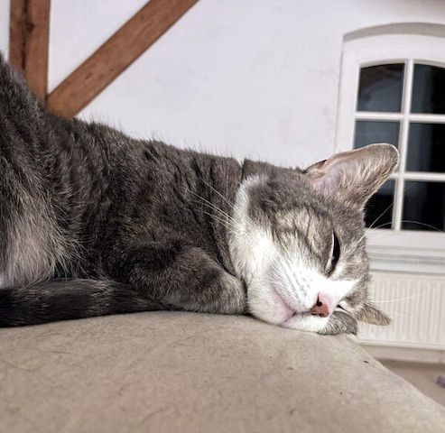 MARA - kleine Katze, große Chefin