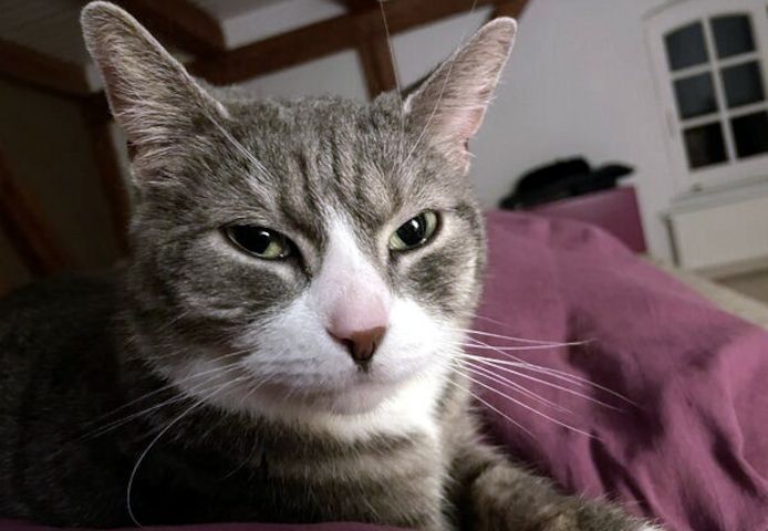 MARA - kleine Katze, große Chefin
