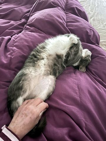 MARA - kleine Katze, große Chefin