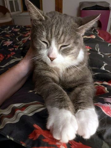 MARA - kleine Katze, große Chefin