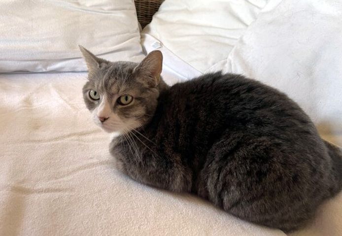 MARA - kleine Katze, große Chefin