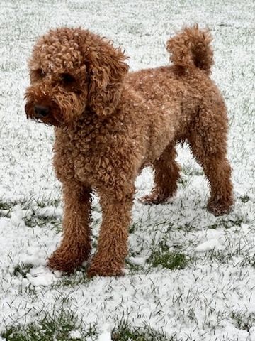Schnoodle Welpen Wurfankündigung