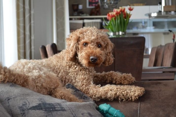 Schnoodle Welpen Wurfankündigung