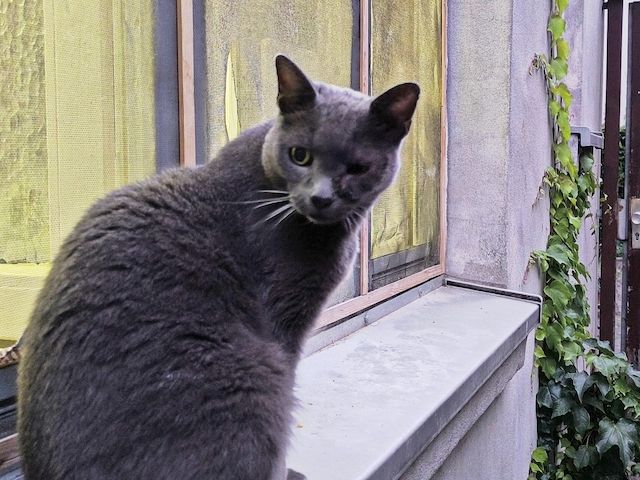 Katze „Miau“ in Linden-Mitte dringend liebevolles Zuhause gesucht