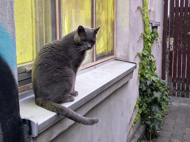 Katze „Miau“ in Linden-Mitte dringend liebevolles Zuhause gesucht