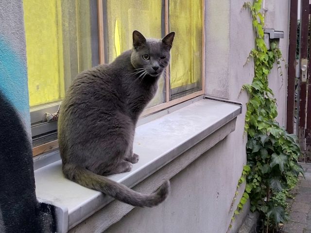 Katze „Miau“ in Linden-Mitte dringend liebevolles Zuhause gesucht