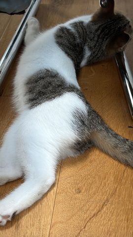 Liebevoller Kater (16 Wochen) sucht ein neues Zuhause 🐾