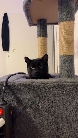 Verkaufe katzen jeweils oder auch zusammen