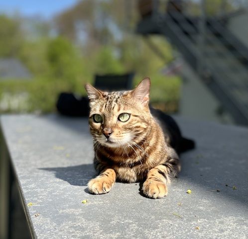 Liebevolle Bengalkatze sucht neues Zuhause 