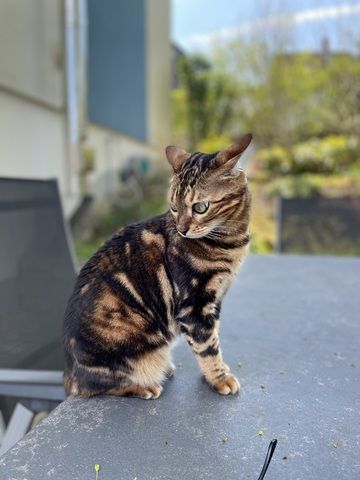 Liebevolle Bengalkatze sucht neues Zuhause 