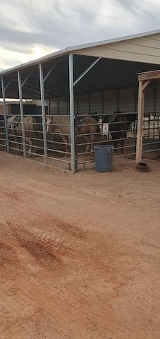 Suche Festanstellung auf Ranch/ Pferdehof