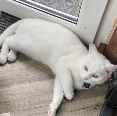 Schneewiße 1,5j. Kätzin Khao Manee Main Coon Mix z. V  s. Text