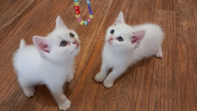 2 schöne Kitten
