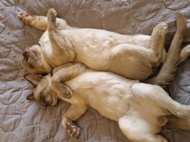 Reinrassige Europäische Burma Kitten