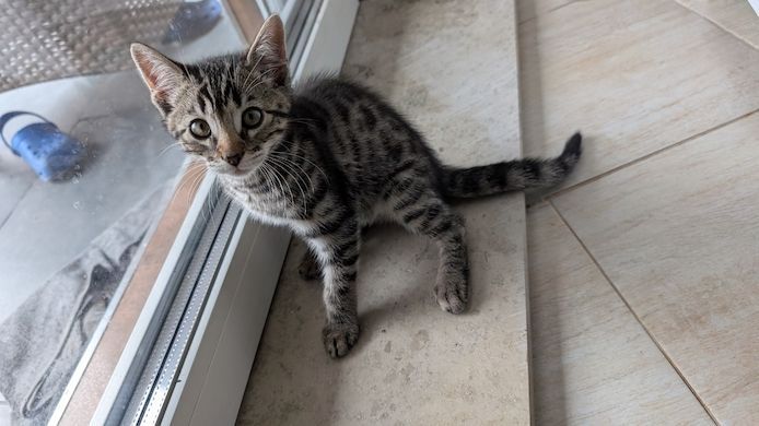 Bengal kitten reinrassige 