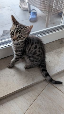 Bengal kitten reinrassige 
