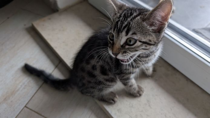 Bengal kitten reinrassige 