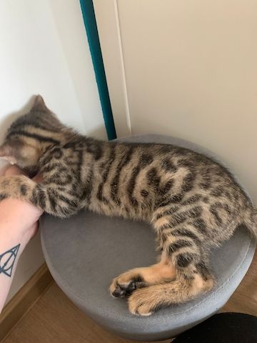Bengal kitten reinrassige 