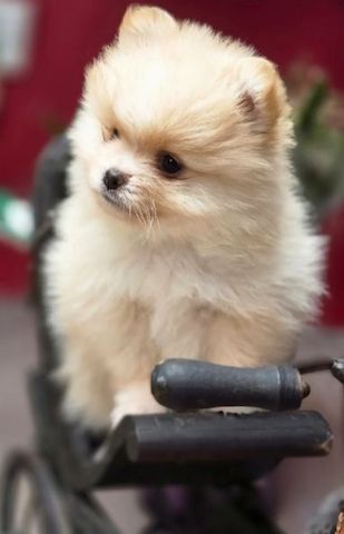 Pomeranian Zwergspitz Welpen.