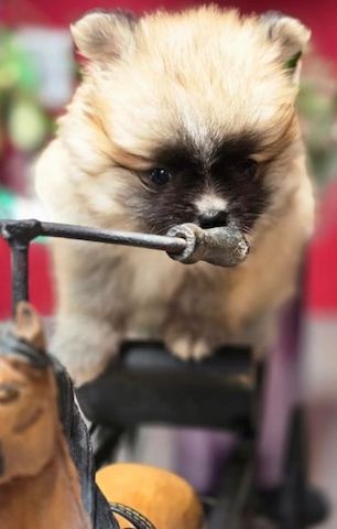 Pomeranian Zwergspitz Welpen.