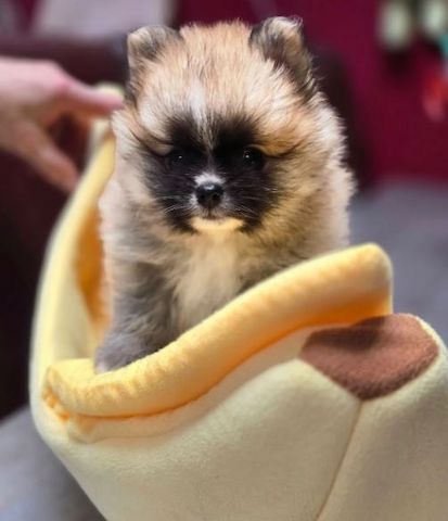 Pomeranian Zwergspitz Welpen.