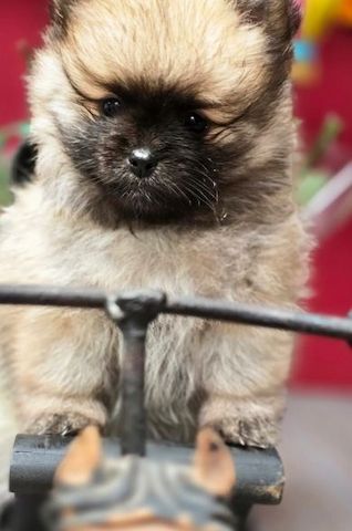 Pomeranian Zwergspitz Welpen.