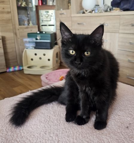 noch 2 entzückende  Maine  Coon  Mädchen