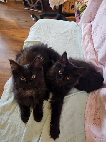 noch 2 entzückende  Maine  Coon  Mädchen