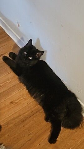 noch 2 entzückende  Maine  Coon  Mädchen