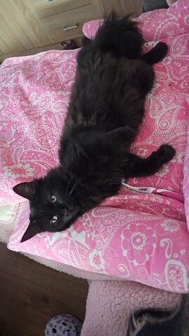 noch 2 entzückende  Maine  Coon  Mädchen
