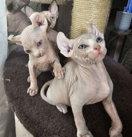 Sphynx Babys