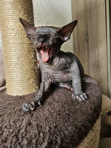 Sphynx Babys