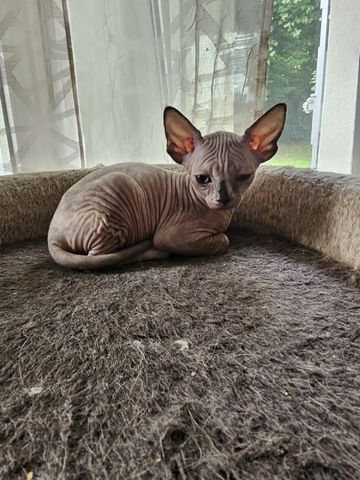 Sphynx Babys