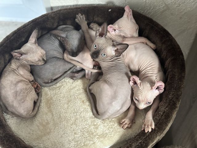 Sphynx Babys