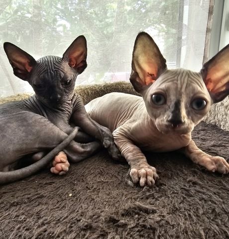 Sphynx Babys